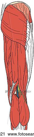 Clip Art - Hip and thigh muscles, superficial. Fotosearch