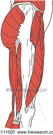 Hip and thigh muscles, superficial View Large Illustration Clipart - Hip and thigh muscles, superficial. Fotosearch