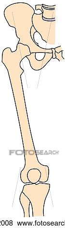 Hip joint and knee skeleton View Large Illustration Stock Illustration - Hip joint and knee skeleton. Fotosearch