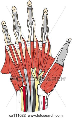 Intermediate dissection of palm View Large Illustration Drawing - Intermediate dissection of palm. Fotosearch