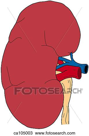Kidney, exterior View Large Illustration Drawing - Kidney, exterior. Fotosearch