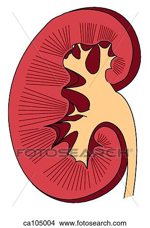 Kidney, internal structure View Large Illustration Stock Illustration - Kidney, internal structure. Fotosearch