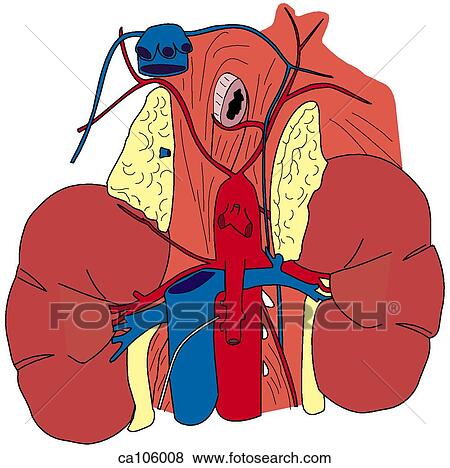 Kidneys and suprarenal glands, vasculature View Large Illustration Stock Illustration - Kidneys and suprarenal glands, vasculature. Fotosearch