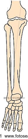 Knee, ankle and foot skeleton View Large Illustration Clip Art - Knee, ankle and foot skeleton. Fotosearch
