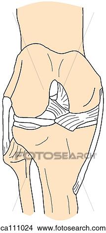 Knee, bones and ligaments View Large Illustration Stock Illustration - Knee, bones and ligaments. Fotosearch
