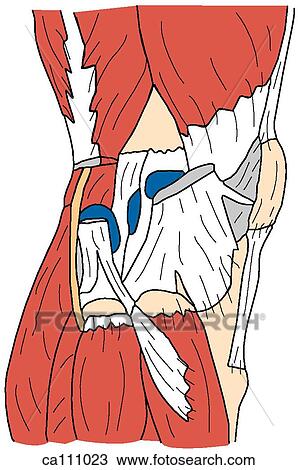Drawing - Knee muscles. Fotosearch