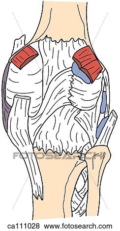 Stock Illustration - Knee, muscles, tendons, and ligaments. Fotosearch