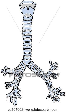 Larynx, trachea and bronchi, anterior View Large Illustration Drawing - Larynx, trachea and bronchi, anterior. Fotosearch