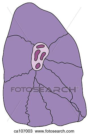 Drawing - Left lung, bronchopulmonary segments. Fotosearch