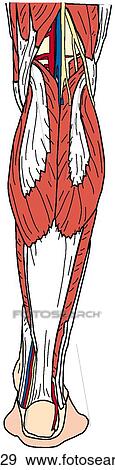 Leg muscles, superficial View Large Illustration Stock Illustration - Leg muscles, superficial. Fotosearch