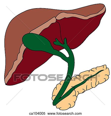 Stock Illustration - Liver, biliary tract, and pancreas. Fotosearch