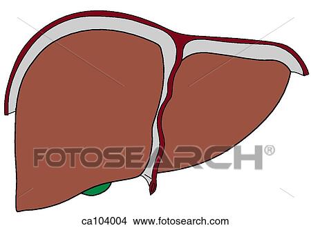Liver View Large Illustration Stock Illustration - Liver. Fotosearch