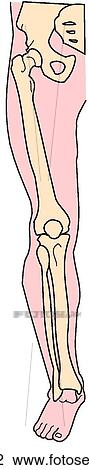 Drawing - Lower limb, bones. Fotosearch