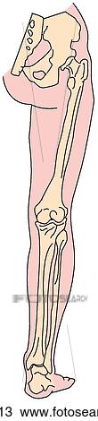 Drawing - Lower limb, bones. Fotosearch