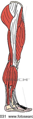 Clip Art - Lower limb muscles, superficial. Fotosearch