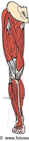 Lower limb muscles, superficial View Large Illustration Clipart - Lower limb muscles, superficial. Fotosearch