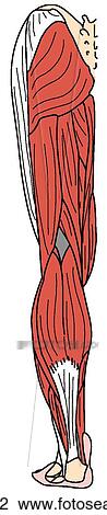 Lower limb muscles, superficial View Large Illustration Drawing - Lower limb muscles, superficial. Fotosearch