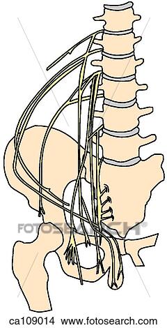 Lumbar nerve plexus View Large Illustration Stock Illustration - Lumbar nerve plexus. Fotosearch