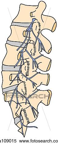 Lumbar spine with dorsal nerves View Large Illustration Stock Illustration - Lumbar spine with dorsal nerves. Fotosearch