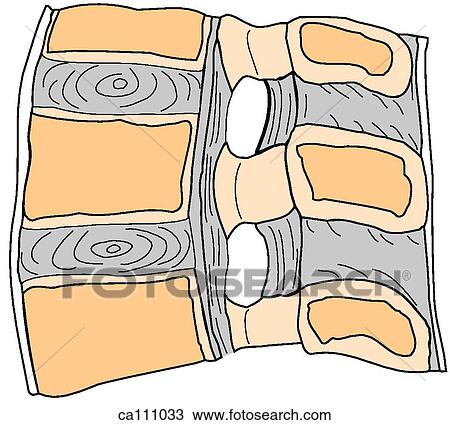 Lumbar spine w/ligaments, median segment View Large Illustration Drawing - Lumbar spine w/ligaments, median segment. Fotosearch