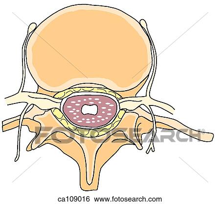 Lumbar vertebra and spinal canal View Large Illustration Stock Illustration - Lumbar vertebra and spinal canal. Fotosearch