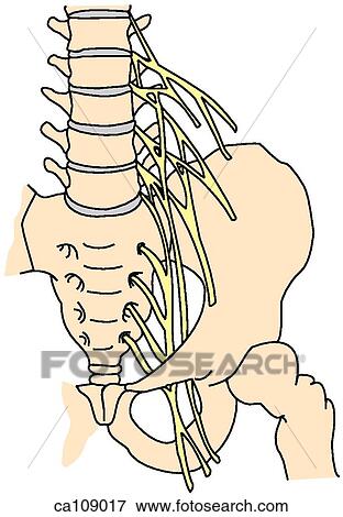 Lumbosacral nerve plexus View Large Illustration Stock Illustration - Lumbosacral nerve plexus. Fotosearch