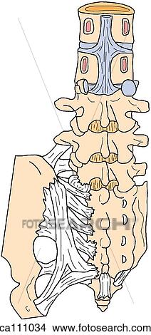 Lumbosacral spine, bones and ligaments View Large Illustration Stock Illustration - Lumbosacral spine, bones and ligaments. Fotosearch