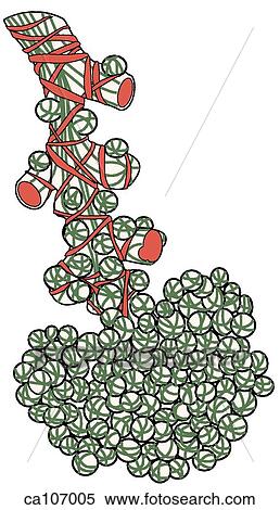 Lung alveoli View Large Illustration Stock Illustration - Lung alveoli. Fotosearch