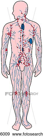 Stock Illustration - Lymphatic system, overview. Fotosearch