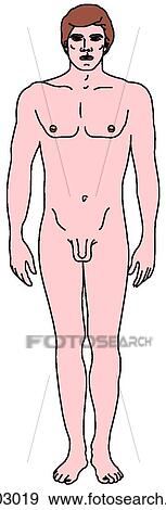 Male figure, adult View Large Illustration Stock Illustration - Male figure, adult. Fotosearch