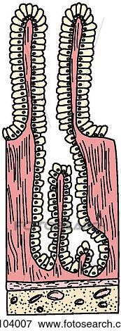 Mucosa of small intestine, cross-section View Large Illustration Stock Illustration - Mucosa of small intestine, cross-section. Fotosearch
