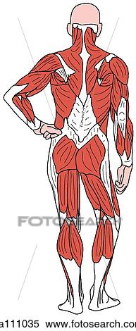 Muscles of body, superficial View Large Illustration Stock Illustration - Muscles of body, superficial. Fotosearch