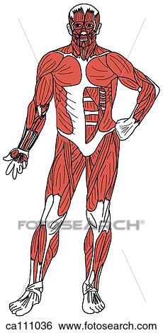 Stock Illustration - Muscles of body, superficial. Fotosearch