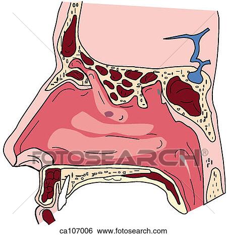 Nasal cavity, lateral wall View Large Illustration Stock Illustration - Nasal cavity, lateral wall. Fotosearch