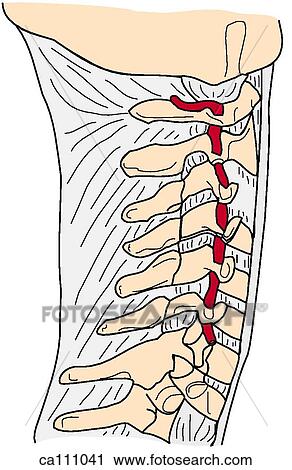 Neck, bones and ligaments View Large Illustration Clip Art - Neck, bones and ligaments. Fotosearch