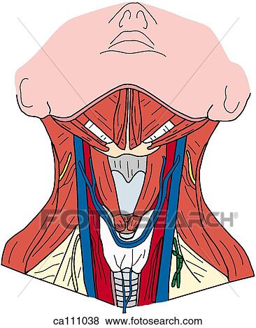 Neck muscles, intermediate View Large Illustration Stock Illustration - Neck muscles, intermediate. Fotosearch