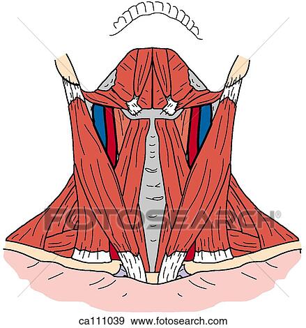 Neck muscles, superficial View Large Illustration Stock Illustration - Neck muscles, superficial. Fotosearch