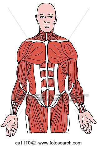 Drawing - Neck, trunk, and upper limb muscles, superficial. Fotosearch