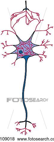 Stock Illustration - Neuron. Fotosearch