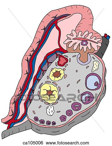Stock Illustration - Ovary and uterine tube. Fotosearch