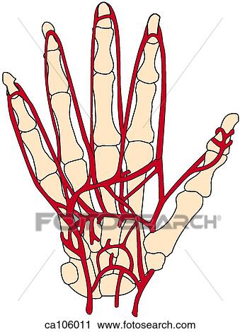 Clip Art - Palm of hand, arteries. Fotosearch