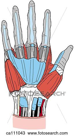 Palm, superficial dissection View Large Illustration Drawing - Palm, superficial dissection. Fotosearch