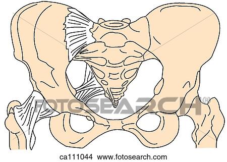 Pelvis and hip joint, bones and ligaments View Large Illustration Stock Illustration - Pelvis and hip joint, bones and ligaments. Fotosearch
