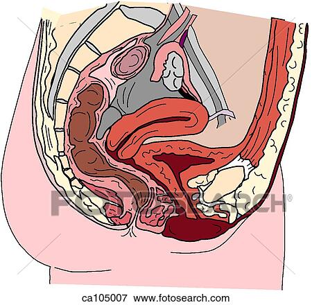 Pelvis and perineum, female View Large Illustration Stock Illustration - Pelvis and perineum, female. Fotosearch