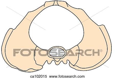 Pelvis, female View Large Illustration Stock Illustration - Pelvis, female. Fotosearch