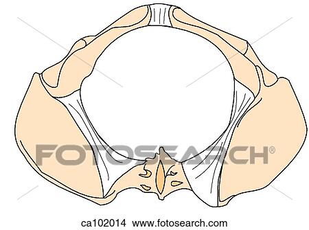 Pelvis View Large Illustration Stock Illustration - Pelvis. Fotosearch