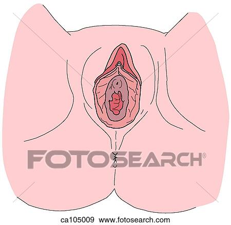 Perineum and external genitalia, female View Large Illustration Stock Illustration - Perineum and external genitalia, female. Fotosearch
