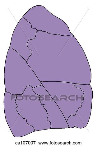 Right lung, bronchopulmonary segments View Large Illustration Stock Illustration - Right lung, bronchopulmonary segments. Fotosearch