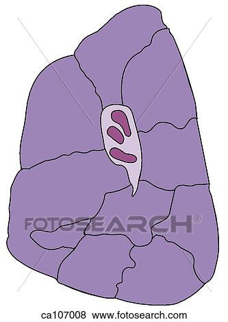 Right lung, bronchopulmonary segments View Large Illustration Stock Illustration - Right lung, bronchopulmonary segments. Fotosearch