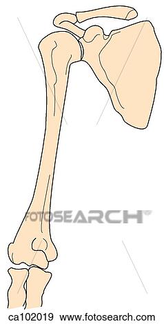 Shoulder and elbow skeleton View Large Illustration Stock Illustration - Shoulder and elbow skeleton. Fotosearch